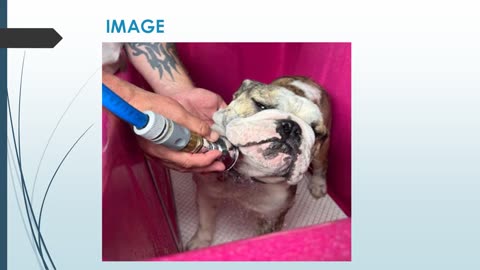 Best Dog Wash in Waima