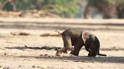 Cute Baby Animals Videos Compilation Cute Moments 2023 [Funny Pets]
