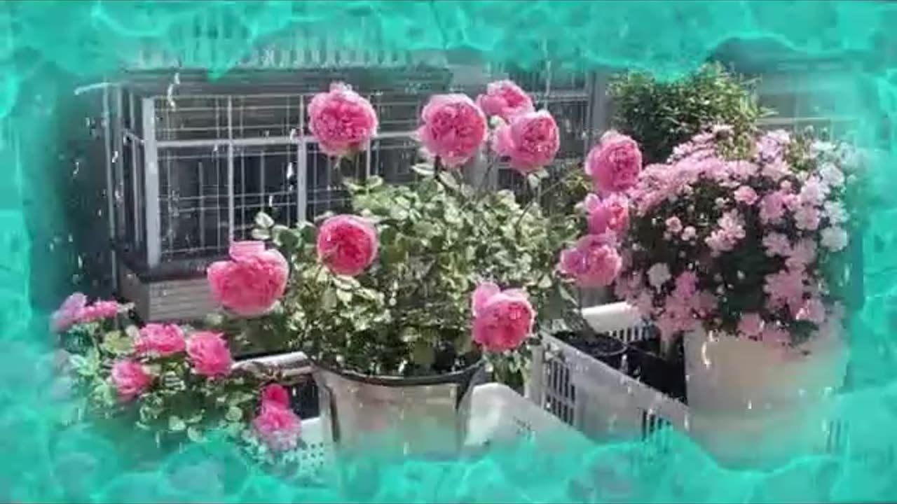 BEAUTYFUL SWEET GARDEN