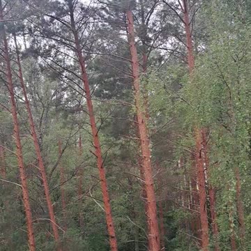 Window View: Wind-Swept Pines & Sunny Skies Awaited! 🌬️🌲