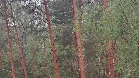 Window View: Wind-Swept Pines & Sunny Skies Awaited! 🌬️🌲