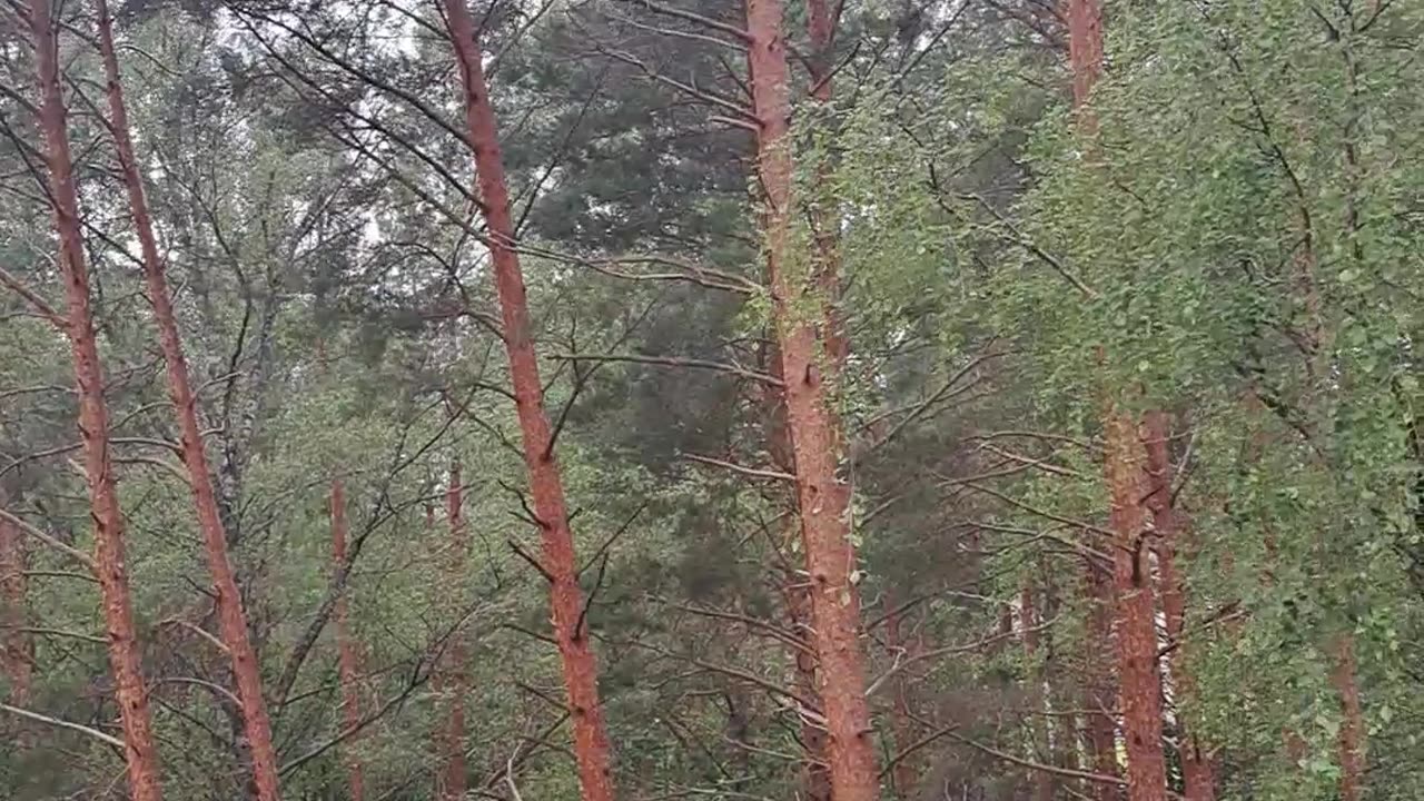 Window View: Wind-Swept Pines & Sunny Skies Awaited! 🌬️🌲