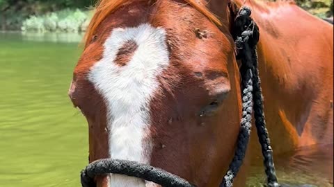 Scuba Horse