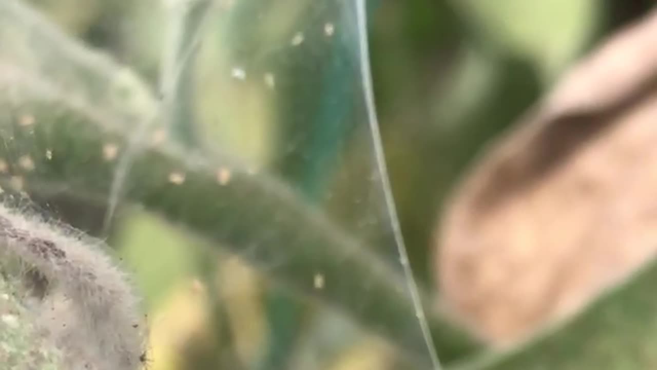 Red spider damage on eggplant