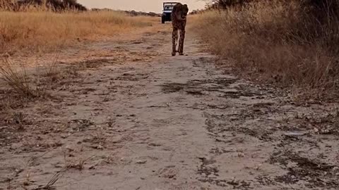 Purring Cheetah