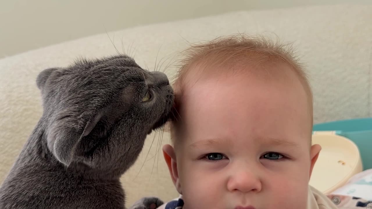 Cats Duty to Clean the Baby