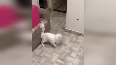 Funniest Cats And Dogs Videos 😂 - Best Funny Animal Videos 2025😅