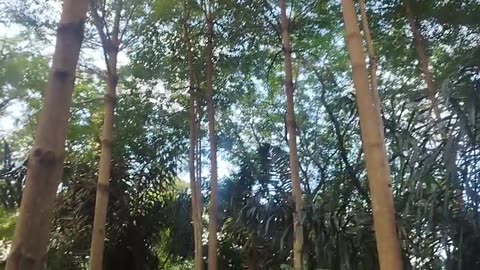 Environmental Love Stories