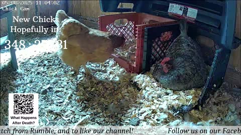 Baby Chick Cam