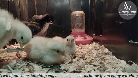 Baby Chick Cam
