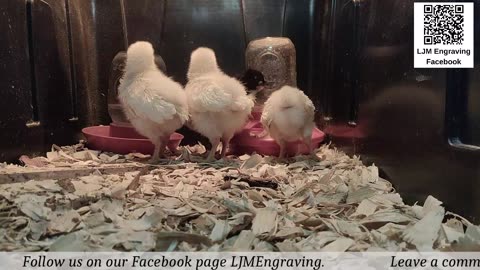 Baby Chick Cam