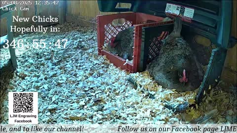 Baby Chick Cam
