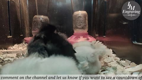Baby Chick Cam