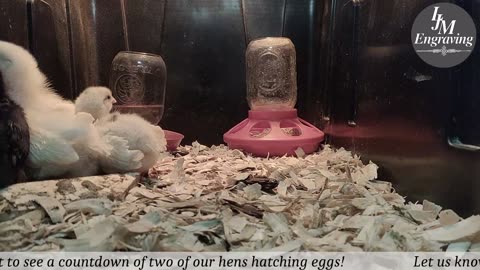 Baby Chick Cam