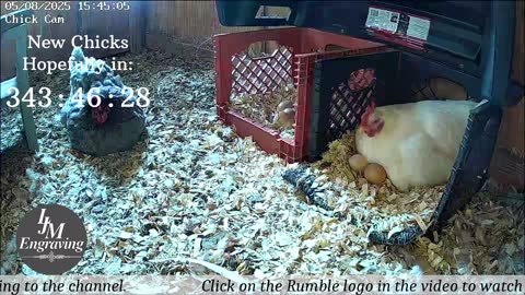 Baby Chick Cam