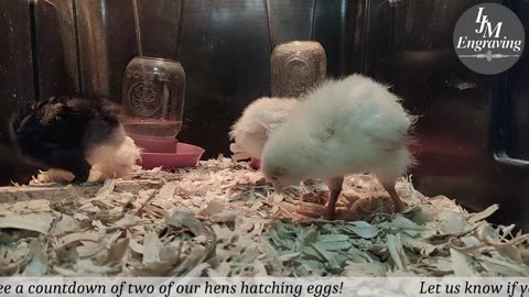 Baby Chick Cam