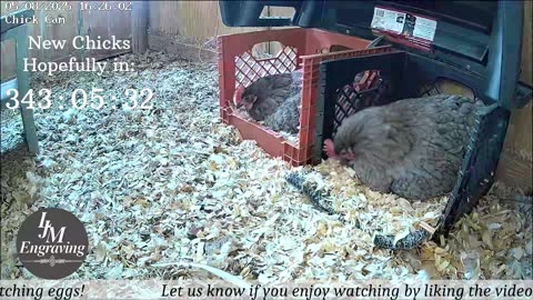 Baby Chick Cam