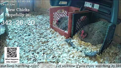 Baby Chick Cam