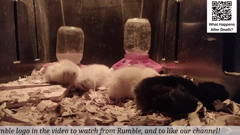 Baby Chick Cam