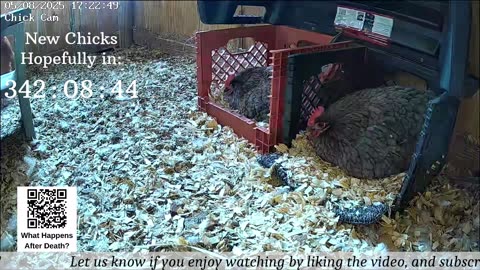 Baby Chick Cam