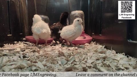 Baby Chick Cam