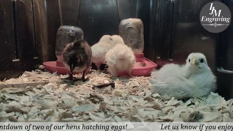 Baby Chick Cam