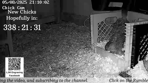 Baby Chick Cam
