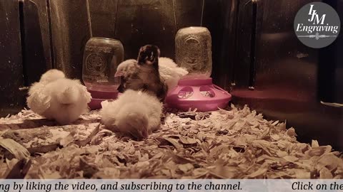 Baby Chick Cam