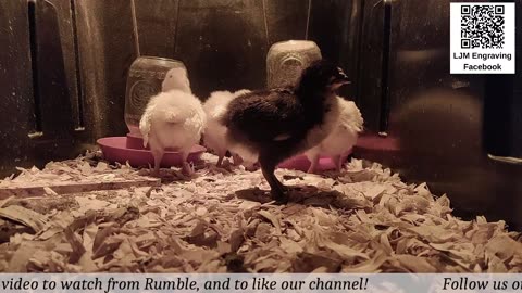 Baby Chick Cam