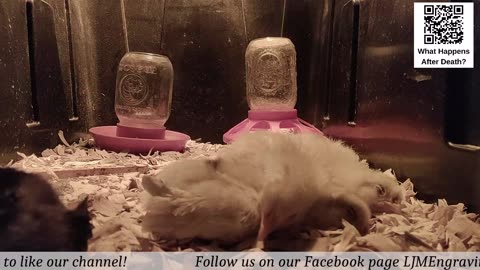 Baby Chick Cam