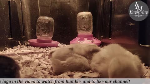 Baby Chick Cam