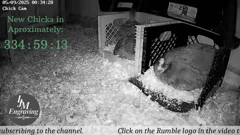 Baby Chick Cam