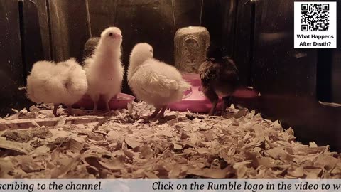 Baby Chick Cam