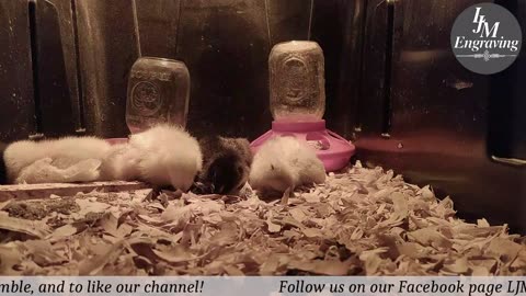 Baby Chick Cam