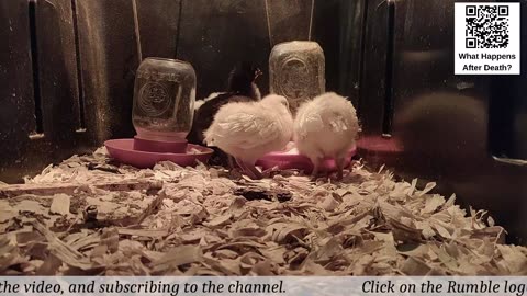 Baby Chick Cam