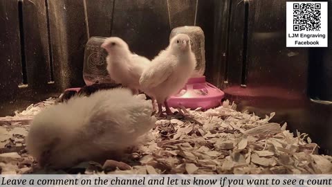 Baby Chick Cam