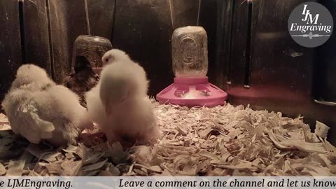 Baby Chick Cam