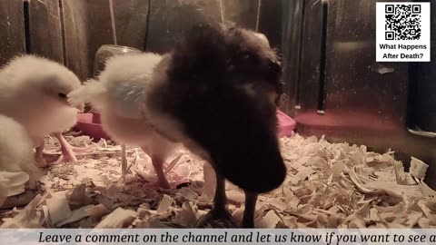 Baby Chick Cam