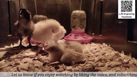 Baby Chick Cam