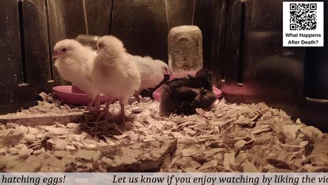 Baby Chick Cam