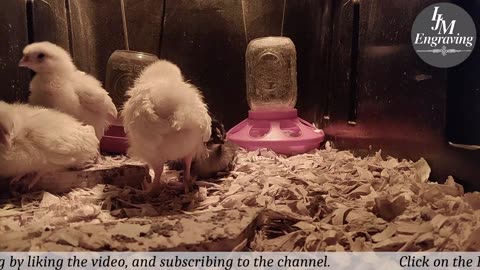 Baby Chick Cam