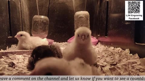 Baby Chick Cam