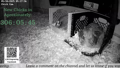 Baby Chick Cam