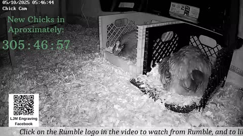 Baby Chick Cam