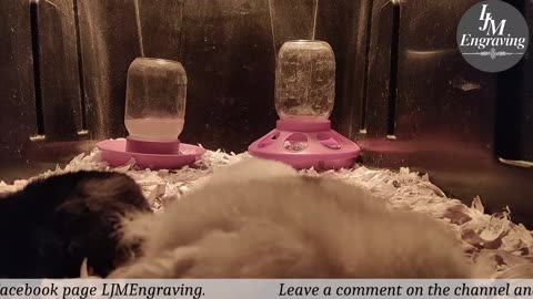 Baby Chick Cam