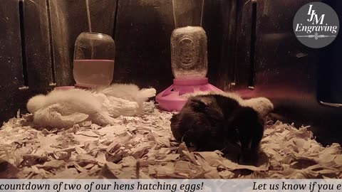 Baby Chick Cam
