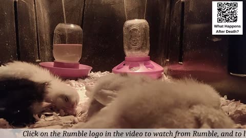 Baby Chick Cam