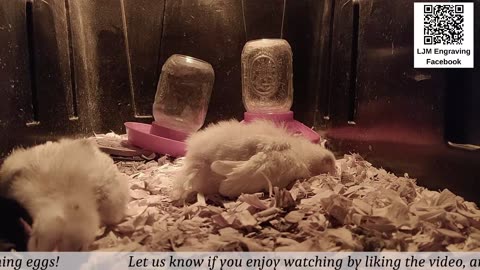 Baby Chick Cam
