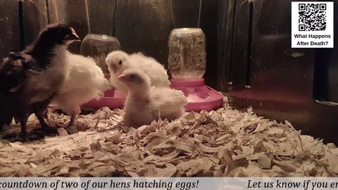 Baby Chick Cam