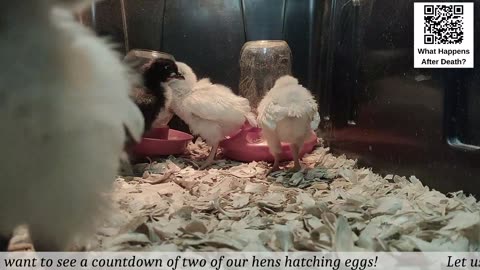 Baby Chick Cam